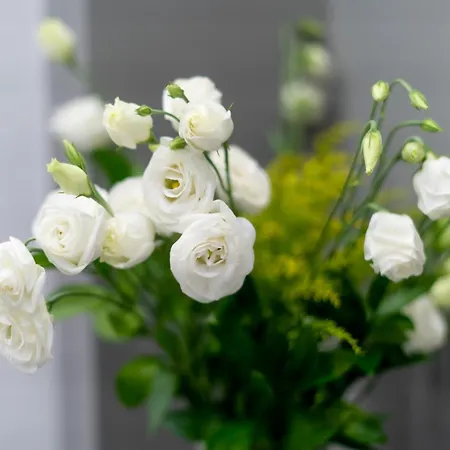 Tree Luxury 3* بارونيسي