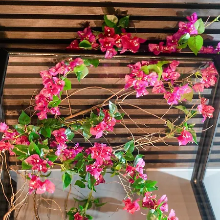 Tree Luxury بارونيسي